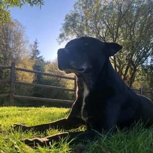 Meet your Posher, Preston